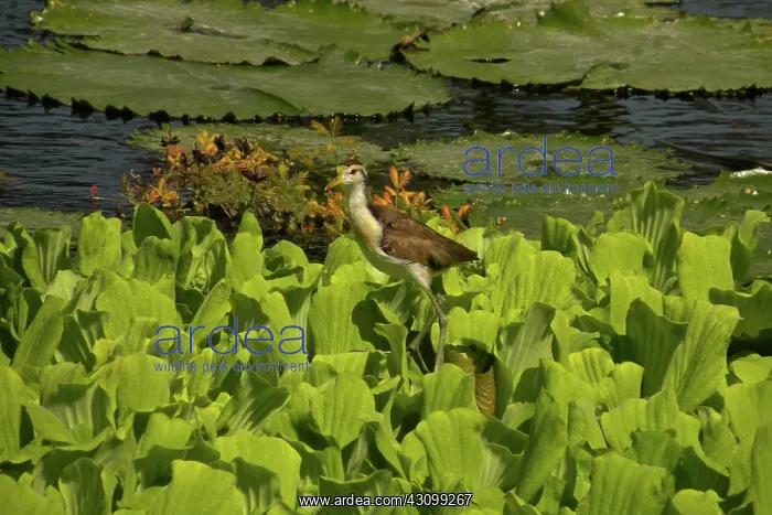 : Northern Jacana : Northern Jacana