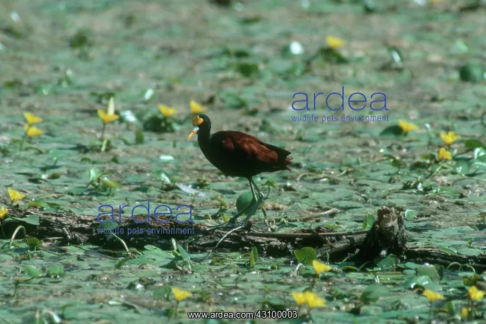 : Northern Jacana : Northern Jacana