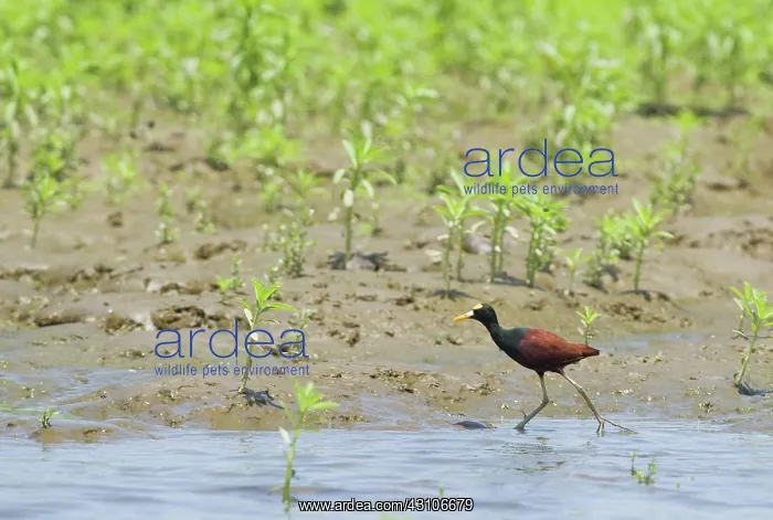 : Northern jacana : Northern jacana