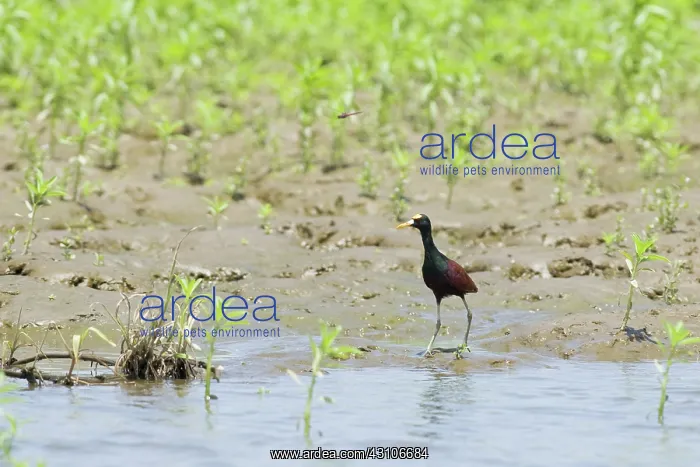 : Northern jacana : Northern jacana