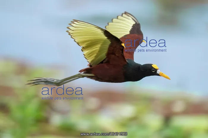 : Northern Jacana, Jacana spinosa : Northern Jacana, Jacana spinosa