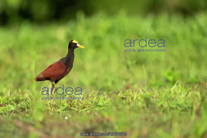 : Northern Jacana, Jacana spinosa : Northern Jacana, Jacana spinosa