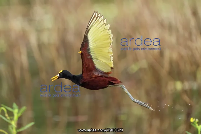 : Northern Jacana, Jacana spinosa : Northern Jacana, Jacana spinosa