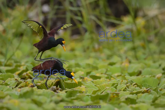 : Northern Jacana - Northern Jacana male and female : Northern Jacana - Northern Jacana male and female