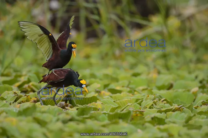 : Northern Jacana - Northern Jacana male and female : Northern Jacana - Northern Jacana male and female