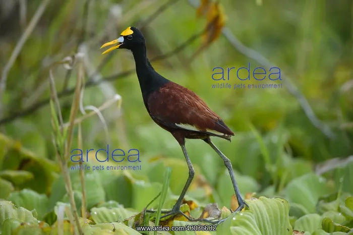 : Northern Jacana - Northern Jacana walking on a lily : Northern Jacana - Northern Jacana walking on a lily