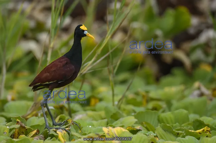 : Northern Jacana - Northern Jacana walking on a lily : Northern Jacana - Northern Jacana walking on a lily