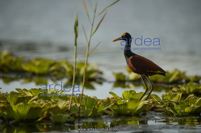 : Northern Jacana - Northern Jacana walking in a marsh : Northern Jacana - Northern Jacana walking in a marsh