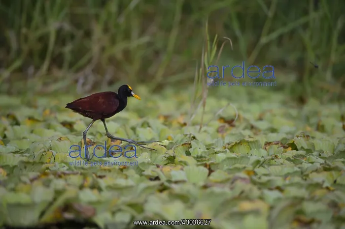 : Northern Jacana - Northern Jacana walking in a marsh : Northern Jacana - Northern Jacana walking in a marsh