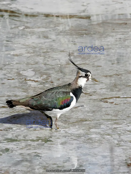 : Northern Lapwing : Northern Lapwing