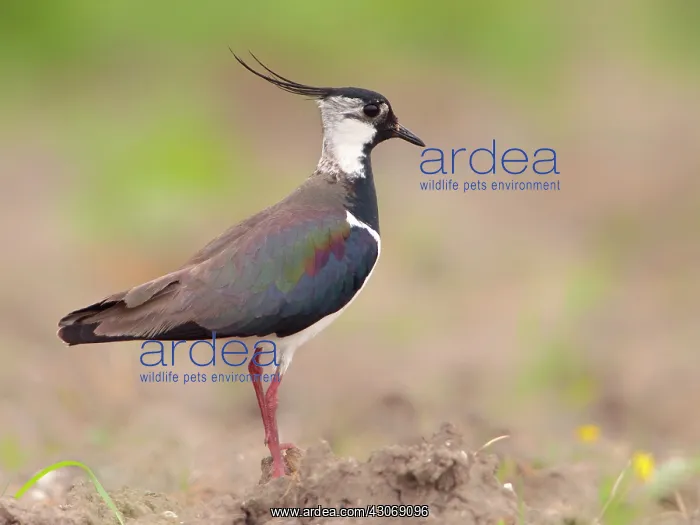 : Northern Lapwing : Northern Lapwing