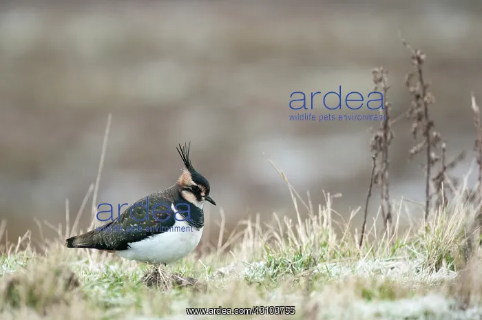 : Northern Lapwing : Northern Lapwing