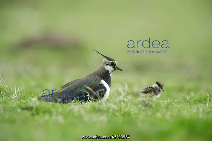 : Northern Lapwing : Northern Lapwing