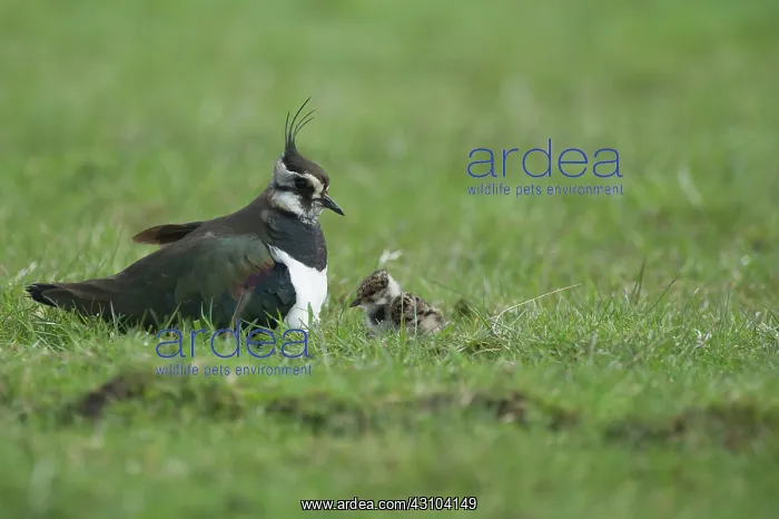 : Northern Lapwing : Northern Lapwing