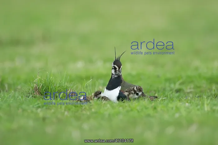: Northern Lapwing : Northern Lapwing