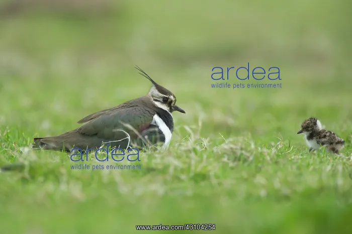 : Northern Lapwing : Northern Lapwing