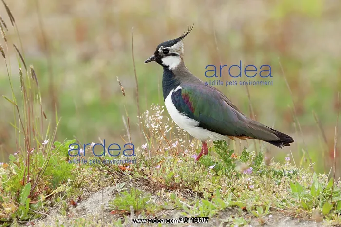 : Northern Lapwing : Northern Lapwing