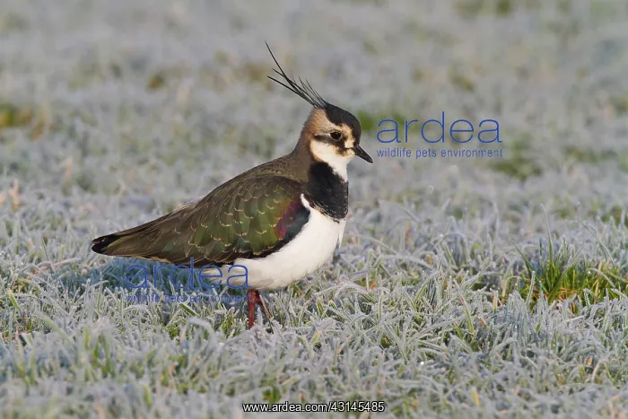 : Northern Lapwing : Northern Lapwing