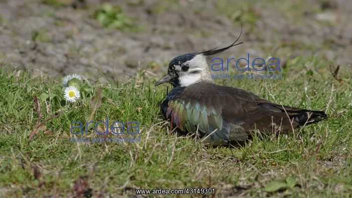 : Northern Lapwing : Northern Lapwing