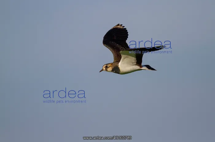 : Northern Lapwing : Northern Lapwing
