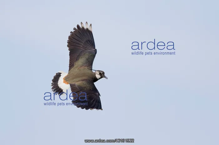 : Northern Lapwing : Northern Lapwing