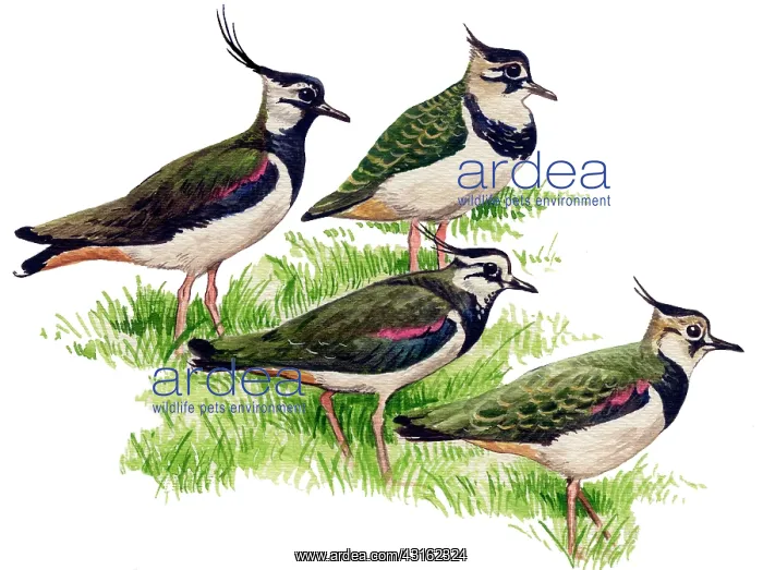 : Northern Lapwing : Northern Lapwing