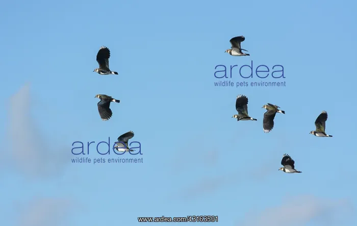 : Northern Lapwing : Northern Lapwing