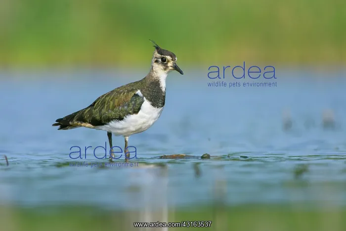 : Northern Lapwing : Northern Lapwing
