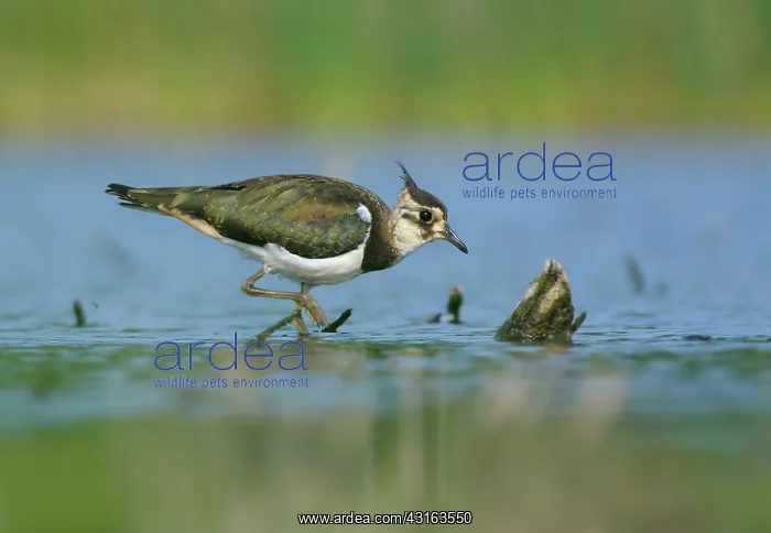 : Northern Lapwing : Northern Lapwing