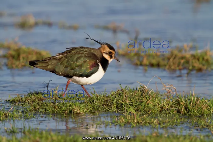 : Northern Lapwing : Northern Lapwing