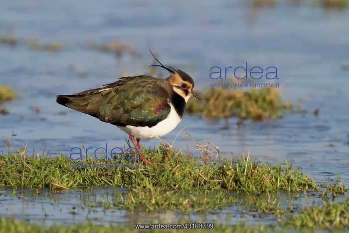 : Northern Lapwing : Northern Lapwing