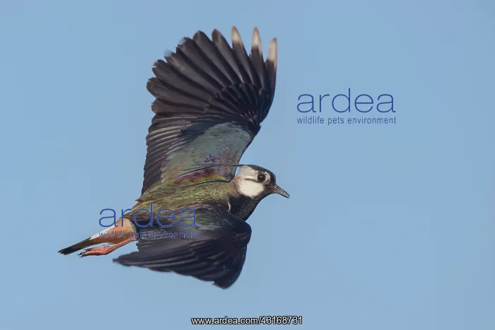 : Northern Lapwing : Northern Lapwing