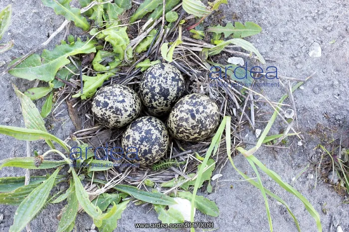 : Northern Lapwing : Northern Lapwing