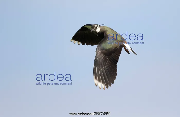 : Northern Lapwing : Northern Lapwing