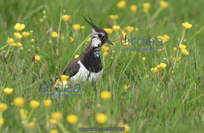 : Northern Lapwing : Northern Lapwing