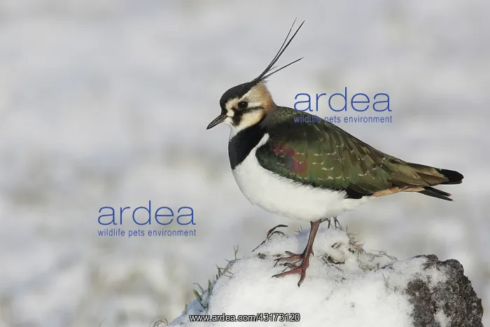 : Northern Lapwing : Northern Lapwing