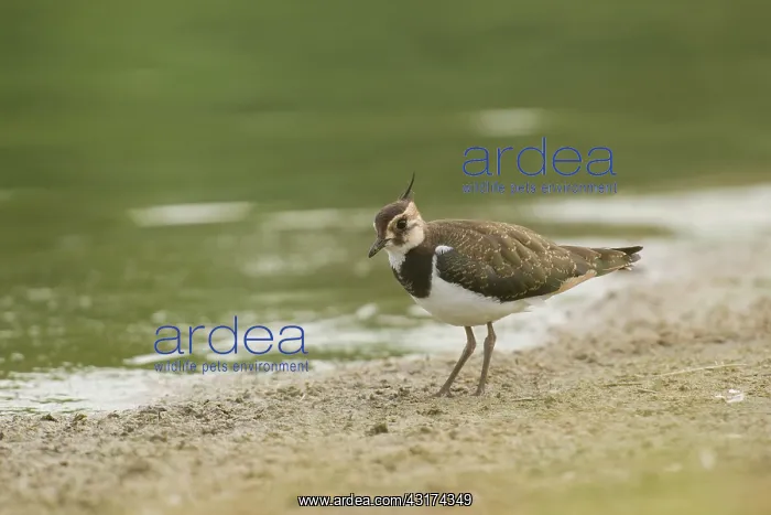 : Northern Lapwing : Northern Lapwing