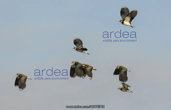 : Northern Lapwing : Northern Lapwing