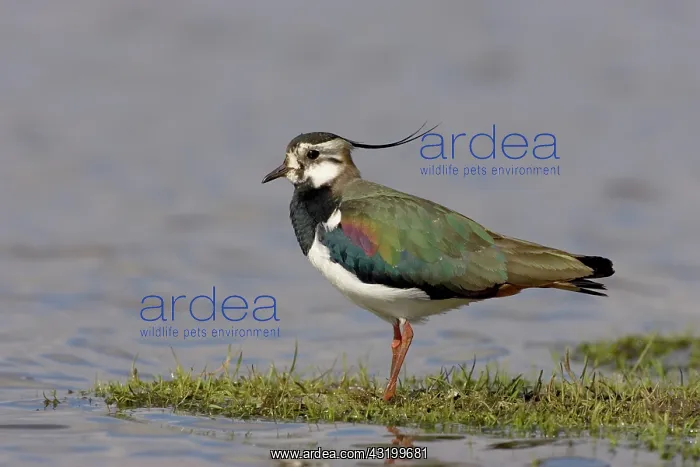 : Northern Lapwing : Northern Lapwing