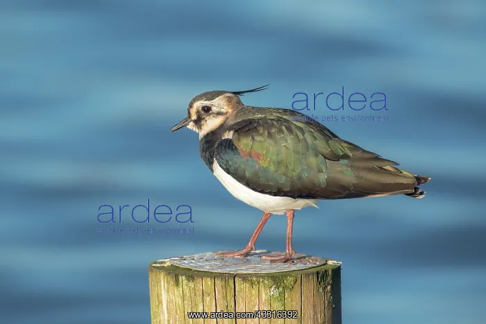 : Northern Lapwing : Northern Lapwing