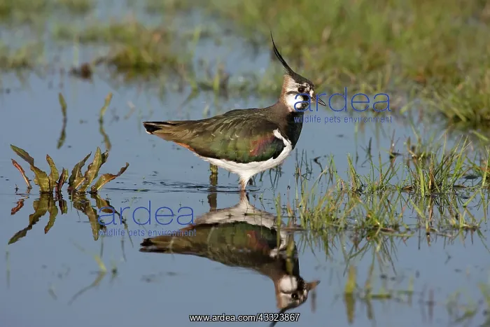: Northern Lapwing : Northern Lapwing