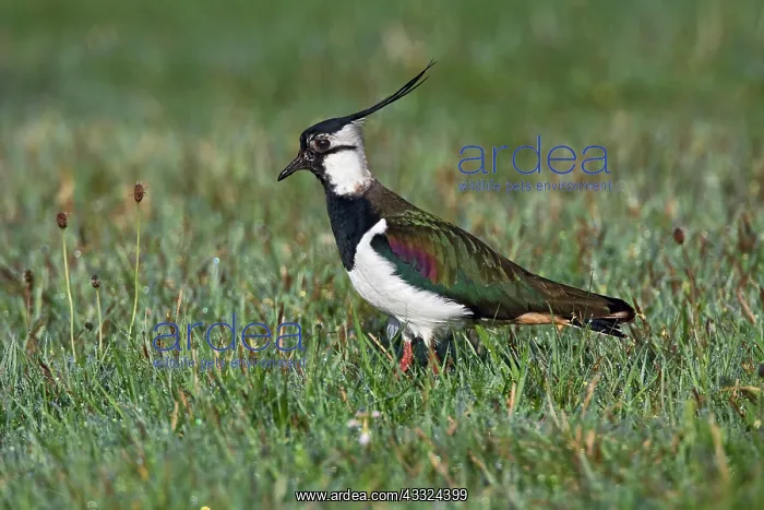 : Northern Lapwing : Northern Lapwing