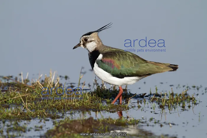 : Northern Lapwing : Northern Lapwing