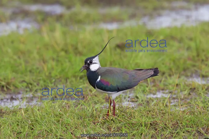  : Northern Lapwing adult male