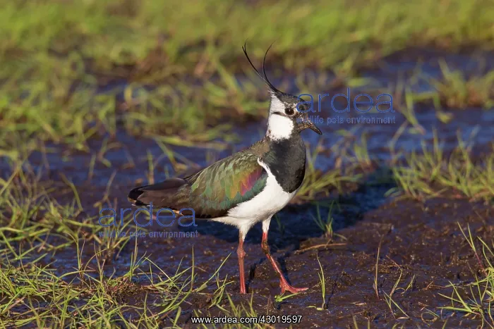  : Northern Lapwing adult male
