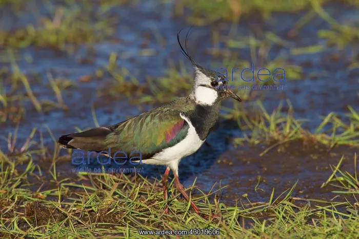  : Northern Lapwing adult male