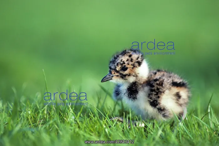 : Northern Lapwing - chick : Northern Lapwing - chick