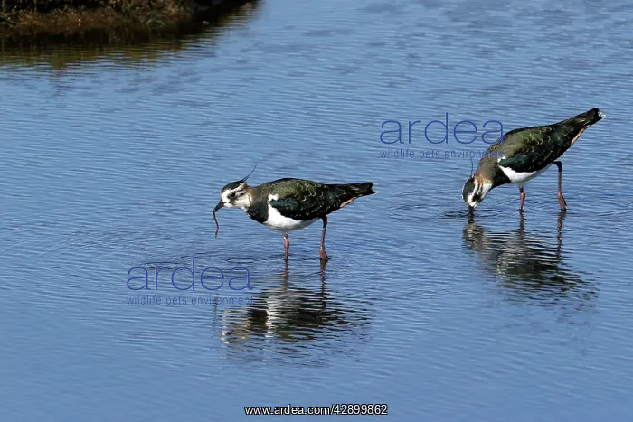 : Northern Lapwing - two feeding : Northern Lapwing - two feeding