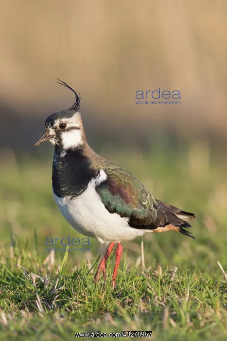 : Northern Lapwing - female in spring - Germany : Northern Lapwing - female in spring - Germany