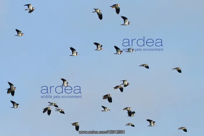 : Northern Lapwing flock in flight : Northern Lapwing flock in flight